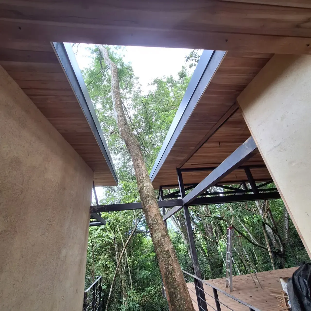 Tree trunk rising through an opening in a wooden roof