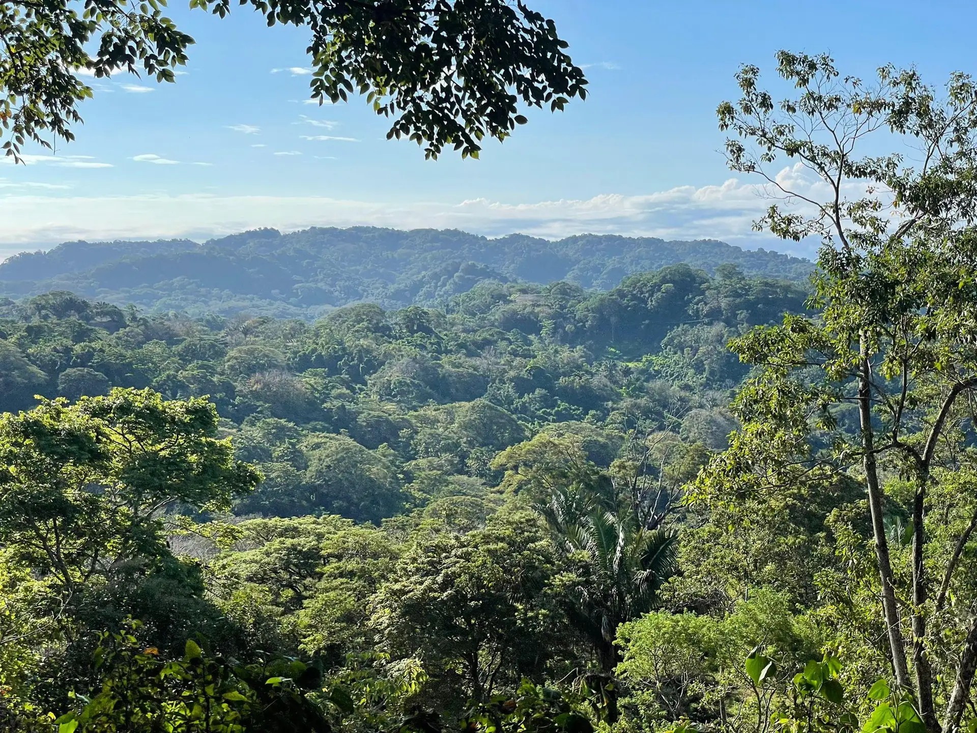 Jungle-covered hills rolling to the horizon under a clear blue sky