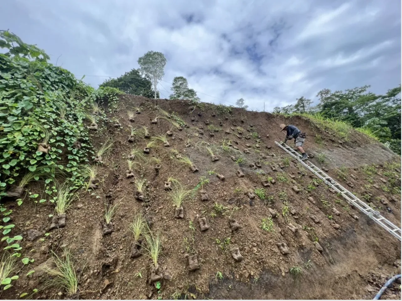 Rows of young plants on a steep hillside