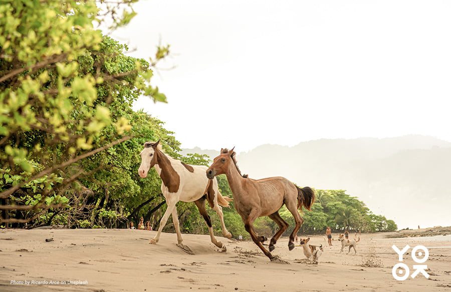 Santa Teresa Costa Rica: Quirks and Perks - The Passionate Vegan