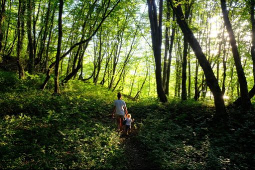 Santa Teresa Forest