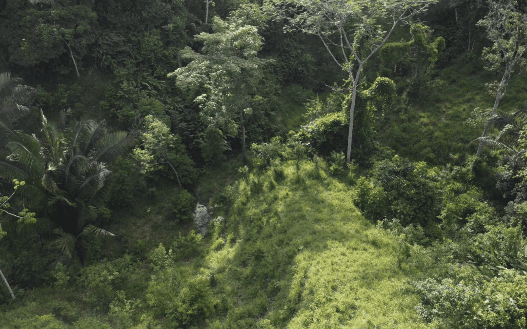 Exclusive lot on the YokoVillage portfolio: 3 Hectares for a special price!