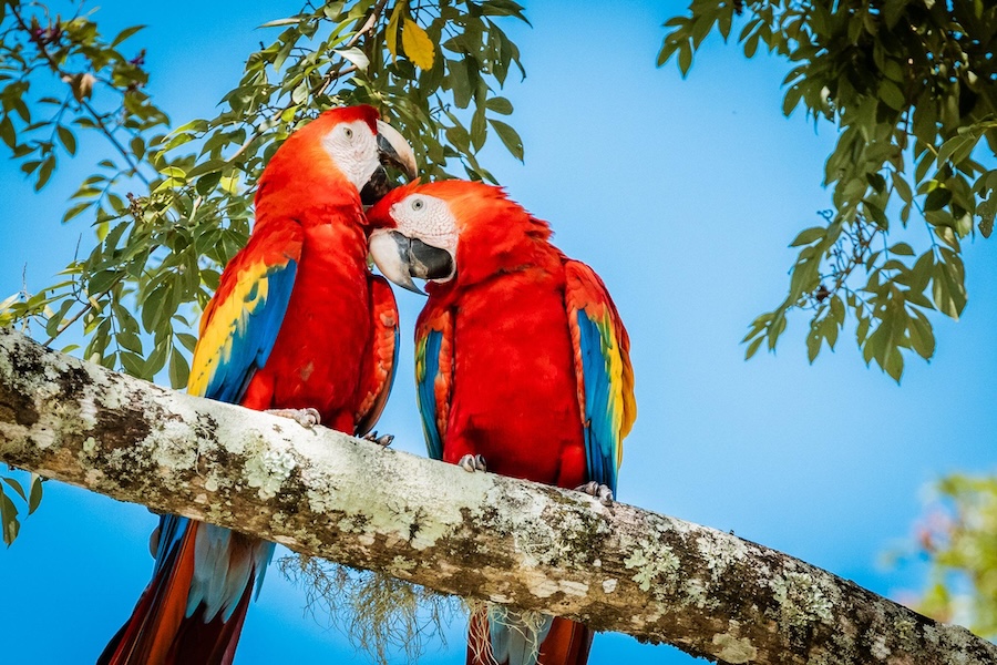 Reintroducing Scarlet Macaws to Santa Teresa